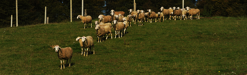 Veterinarski tehnik